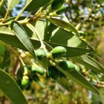 perindicaherb1