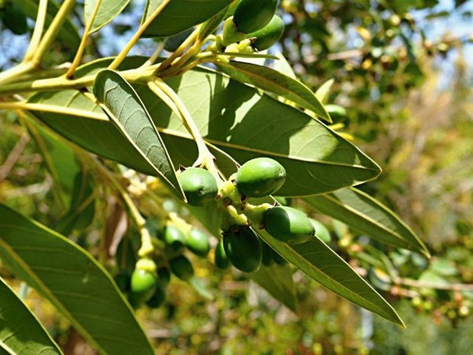 Persea indická