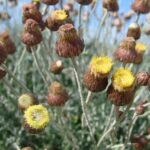 phagnalongraecumherb1