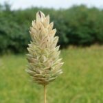 phalariscanarherb1