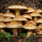 Shaggy Scalycaps, Pholiota squarrose