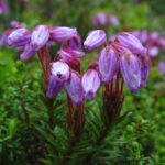 phyllodoce-caerulea-fl-ahaines-c