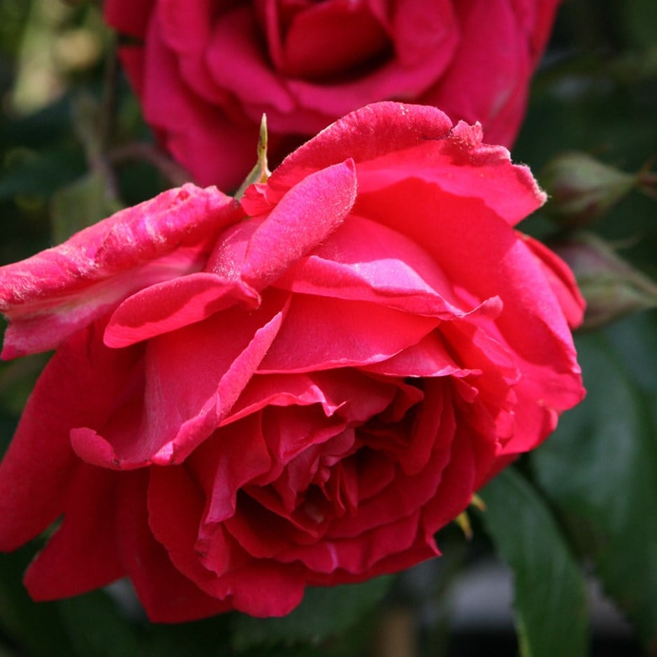 Růže kultivar ´paul´s scarlet climber´