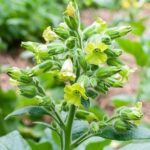 plant_32459_shoot_20220729180202