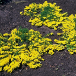 plant_e4f11451b4_n.jpg