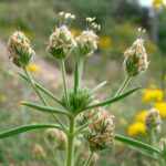 plantagoafraherb2