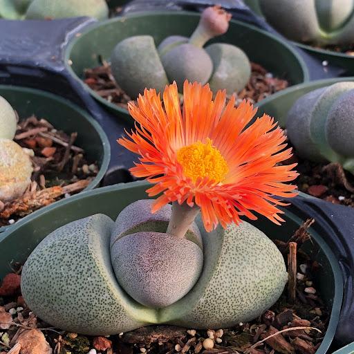 Pleiospilos