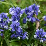 polygala-vulgaris1