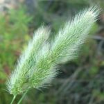 polypogonmonspeliensis5