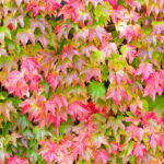 prisavnik-trojcipy-parthenocissus-tricuspidata-prodej-semen-7-ks.jpg
