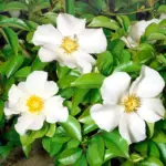 r-10-4_rosa_laevigata.jpg