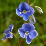 rezekherb
