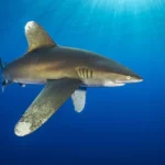 rf-oceanic-whitetip-shark-carcharhinus-19920295.jpg