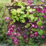 rhodochiton-atrosanguineus-purple-bell-vine_05.jpg