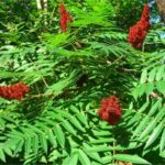 rhus-coriaria-derici-sumagi-fidani–4d58-