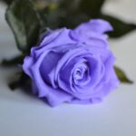 rosa-eterna-lila-1