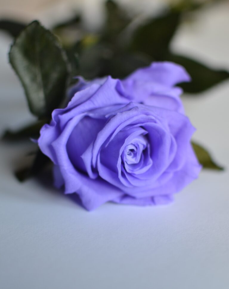 rosa-eterna-lila-1