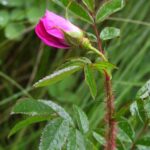 rosa-nitida-fl-jnovak-a