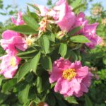 rosa_Palustris-1