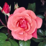 rosa_soraya.jpg