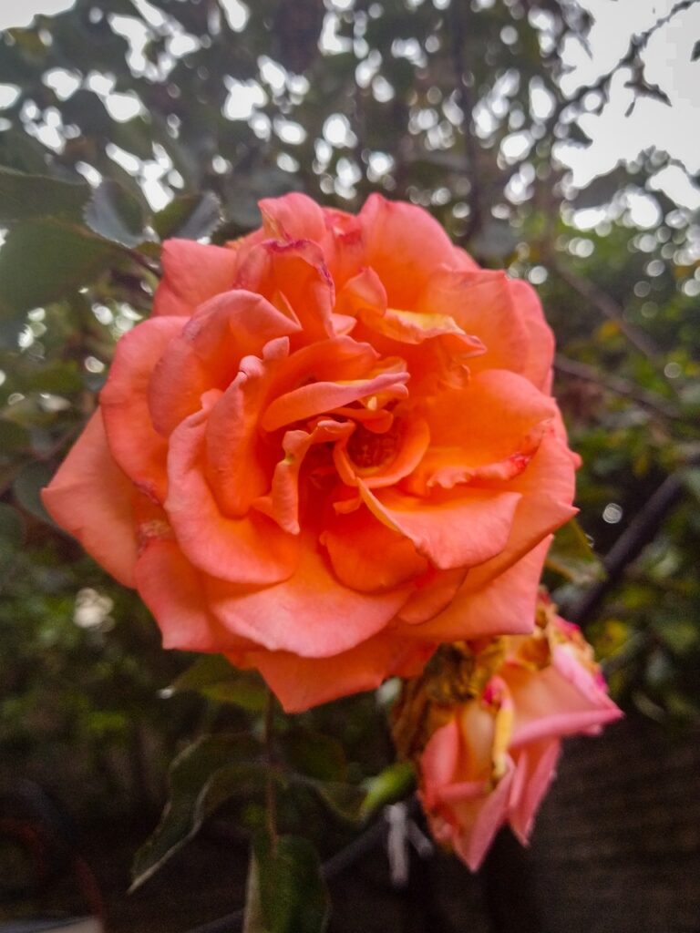 rose-6557107_1280