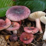 russula-amoena-gbif
