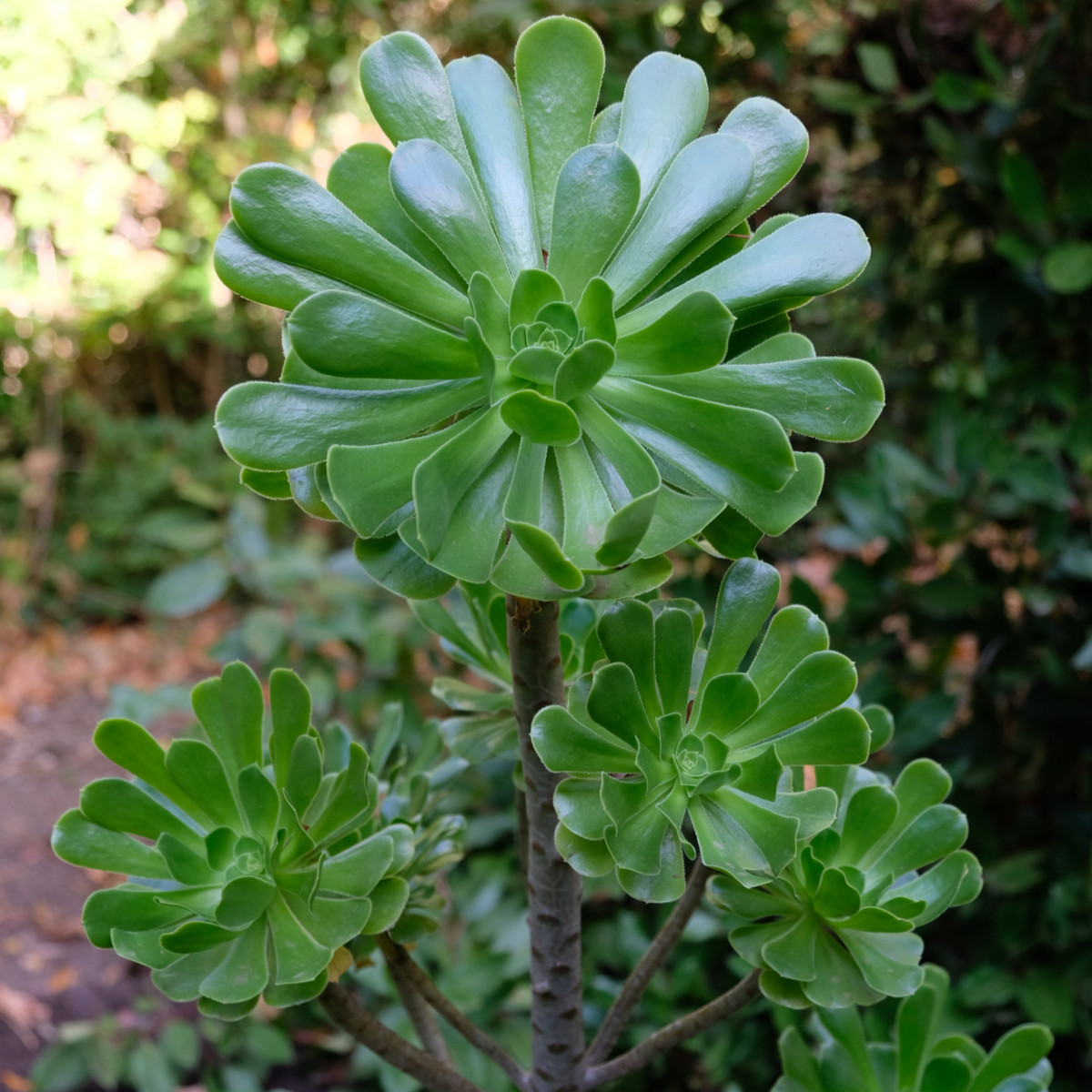 Aeonium zvlněné