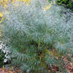 salix-elaeagnos-angustifolia-shrub-1.