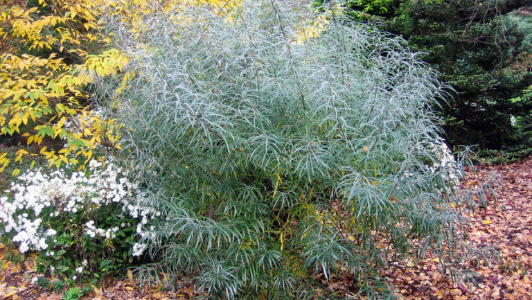 Vrba šedivá salix-elaeagnos-angustifolia-shrub-1.
