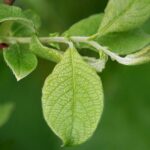 salixauritaherb1