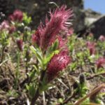 salixbrevisherb5