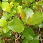 salixglabraherb5