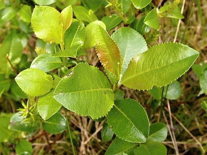 Vrba lysá