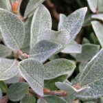 salixhelherb5