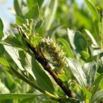 salixlapponherb1