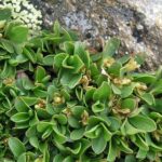 salixserpylherb4