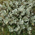sallanataherb4