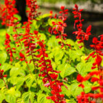 salvej-sarlatova-lady-in-red-salvia-coccinea-semena-10-ks.jpg