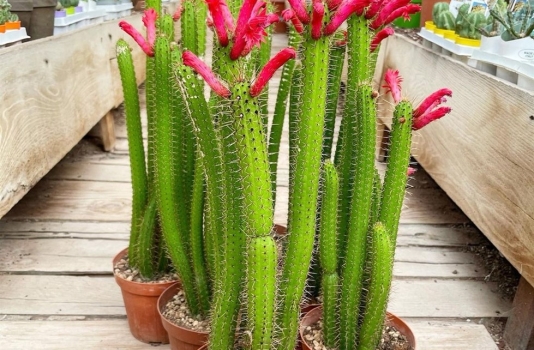 Borzicactus samaipatanus