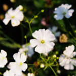 sater-elegantni-bily-gypsophila-elegans-semena-200-ks.jpg