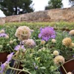 scabiosa-c-870×653