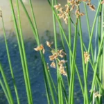 schoenoplectus-lacustris-Common-Club-rush-4
