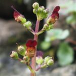 scropauricherb1