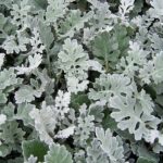 senecio-bicolor2