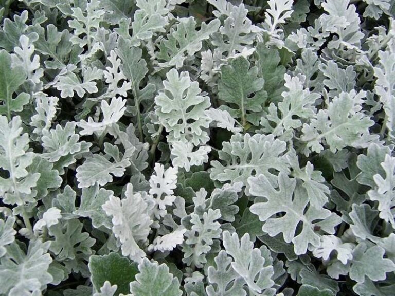 Starček přímořský senecio-bicolor2