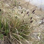 sesleriaherb1