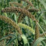 setaria-italica-in-hschwartz-c