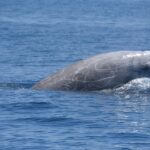 shearer whales image 1