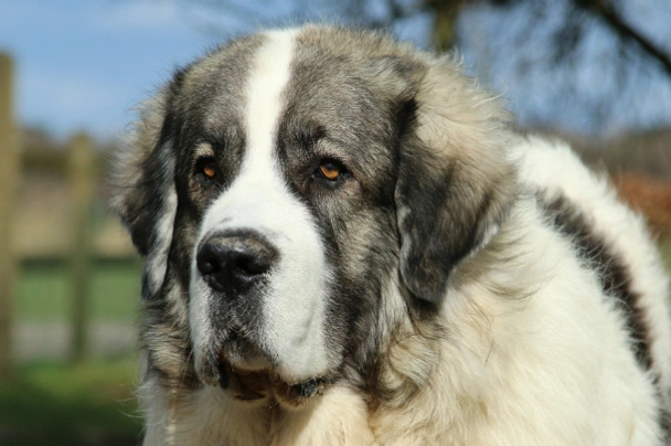 Pyrenejský mastin