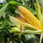 Kukuřice setá shutterstock_726119209-Maize-2000×1125